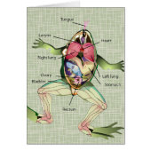 The Frog's Anatomy Illustration (Front)