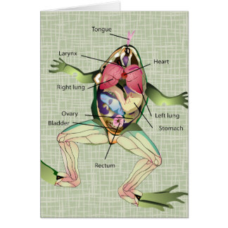 The Frog's Anatomy Illustration Cards