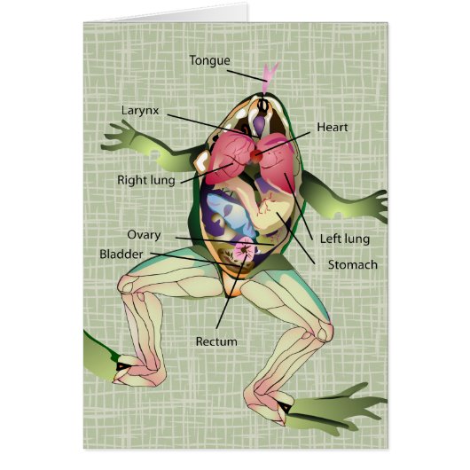 The Frog's Anatomy Illustration Cards (Front)
