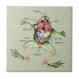 The Frog's Anatomy Illustration Ceramic Tile