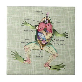 The Frog's Anatomy Illustration Ceramic Tile