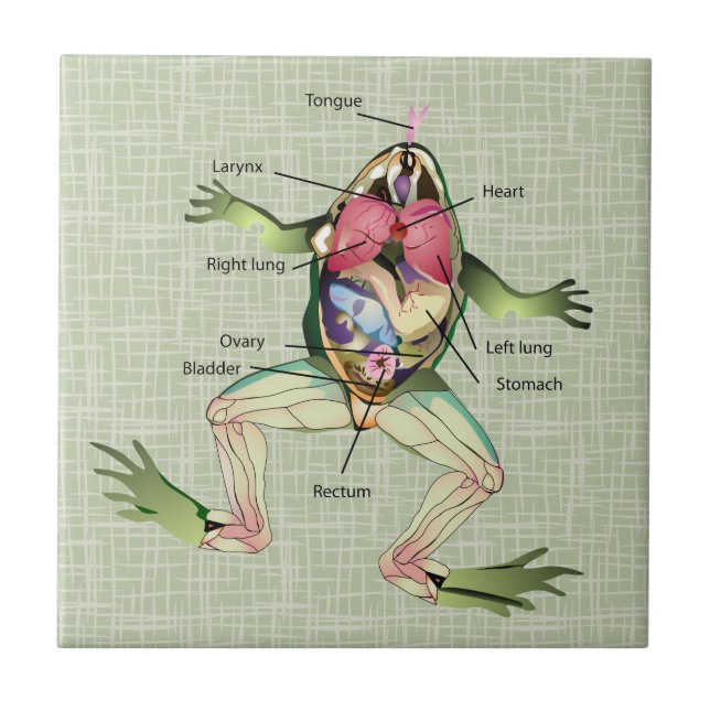 The Frog's Anatomy Illustration Ceramic Tile (Front)