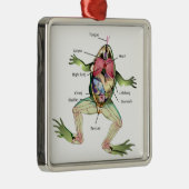 The Frog's Anatomy Illustration Metal Ornament (Right)