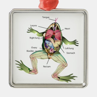 The Frog's Anatomy Illustration Metal Ornament