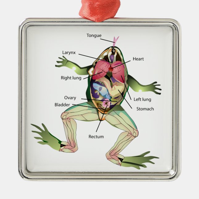 The Frog's Anatomy Illustration Metal Ornament (Front)