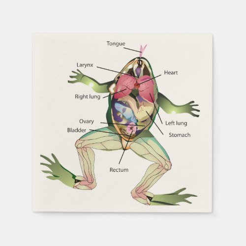The Frogs Anatomy Illustration Napkins