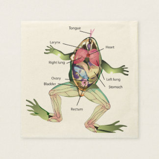 The Frog's Anatomy Illustration Napkins