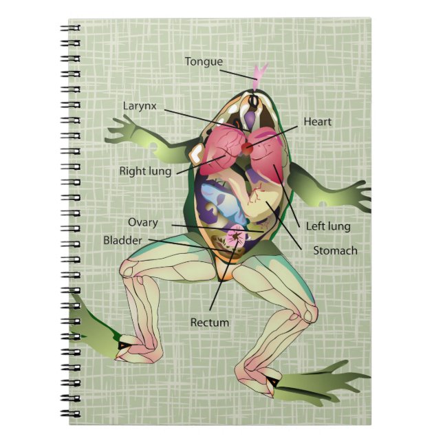 The Frog's Anatomy Illustration Notebook (Front)