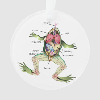 The Frog's Anatomy Illustration Ornament