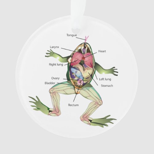 The Frogs Anatomy Illustration Ornament