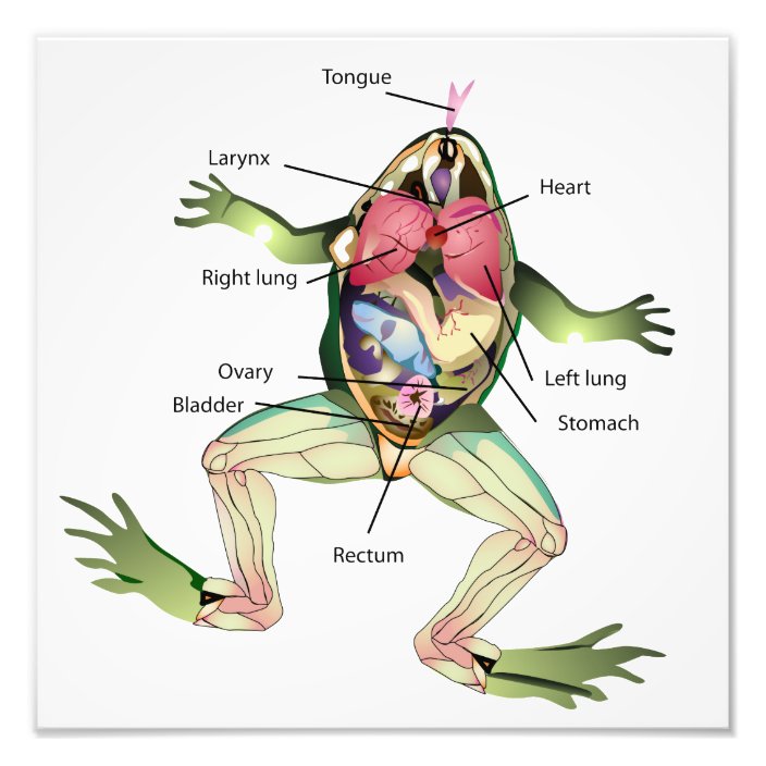 The Frog's Anatomy Illustration Photo Print | Zazzle.com