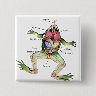 The Frog's Anatomy Illustration Pinback Button