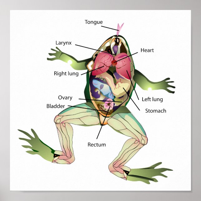 The Frog's Anatomy Illustration Poster (Front)