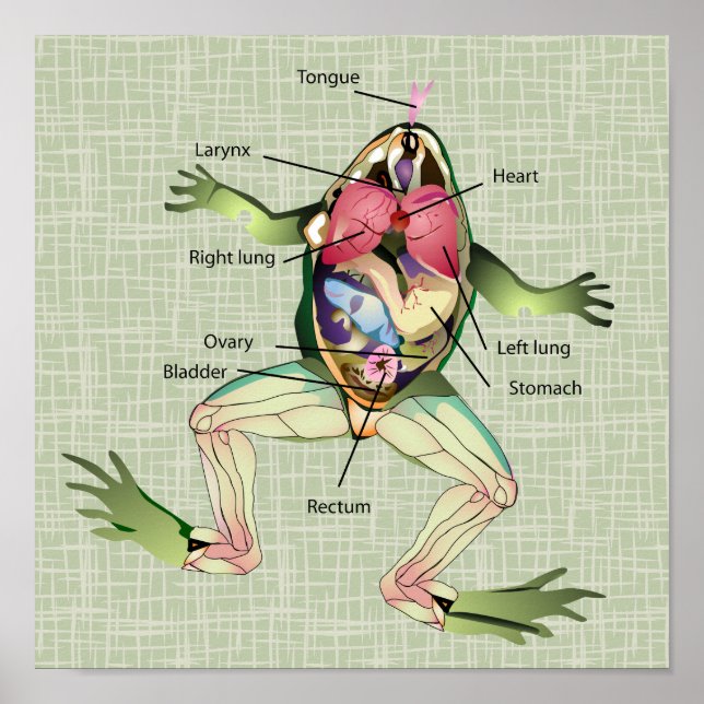 The Frog's Anatomy Illustration Poster (Front)