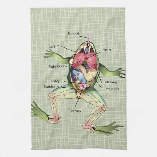 The Frogs Anatomy Illustration Towel