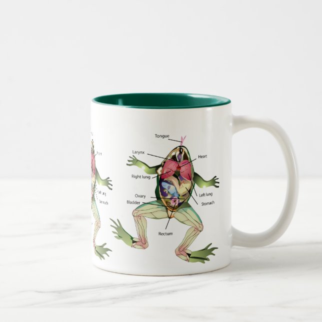 The Frog's Anatomy Illustration Two-Tone Coffee Mug (Right)