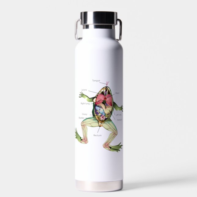 The Frog's Anatomy Illustration Water Bottle (Front)