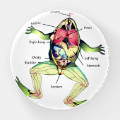 The Frog's Anatomy Paperweight (Front)
