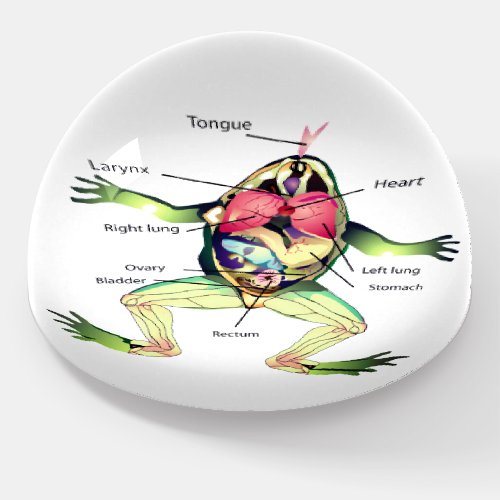 The Frogs Anatomy Paperweight
