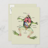 The Frog's Anatomy Postcard (Front/Back)
