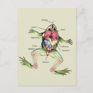 The Frog's Anatomy Postcard