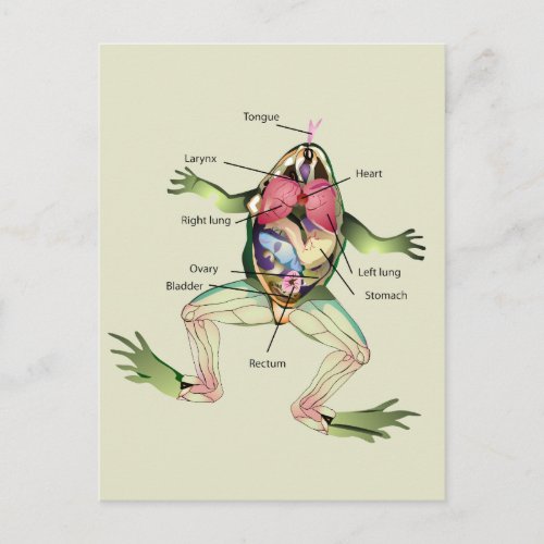 The Frogs Anatomy Postcard