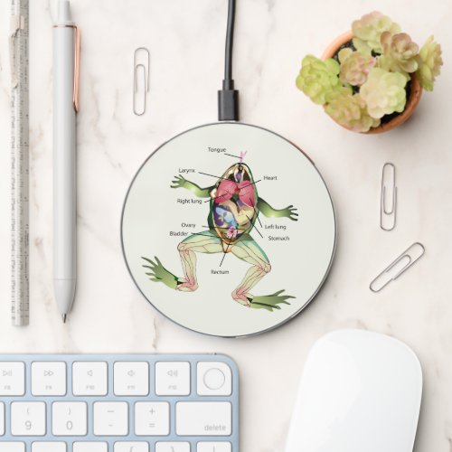 The Frogs Anatomy Science Wireless Charger