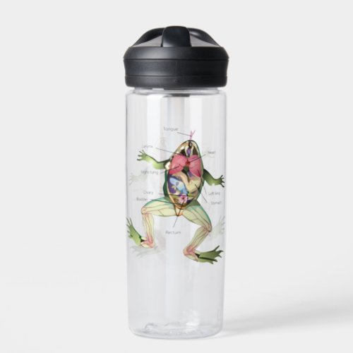 The Frogs Anatomy Water Bottle