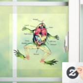 The Frog's Anatomy Window Cling (Home)