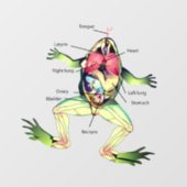 The Frog's Anatomy Window Cling (Sheet)