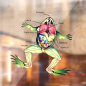 The Frog's Anatomy Window Cling (Sheet 2)