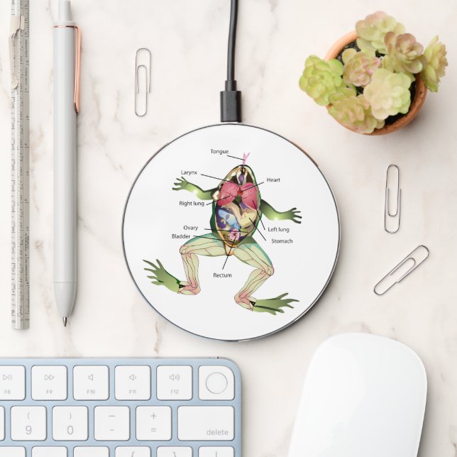 The Frog's Anatomy Wireless Charger (Desk)