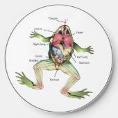 The Frog's Anatomy Wireless Charger (Front)