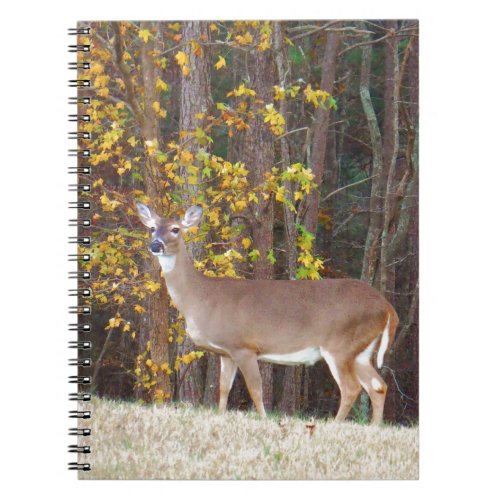 The Front of Yellow Autumn Tree Notebook