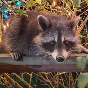 The future is female Woman T shirt in black