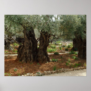 The garden of the Getsêmani in Jerusalem, the City Poster