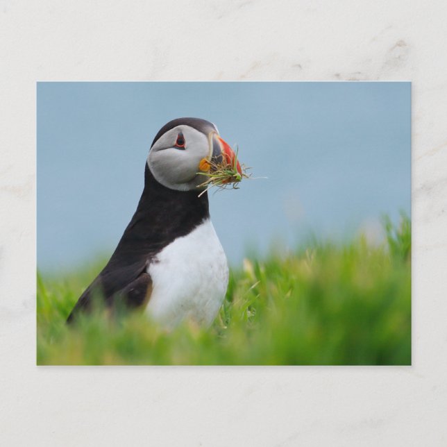 The Gatherer Puffin Postcard (Front)