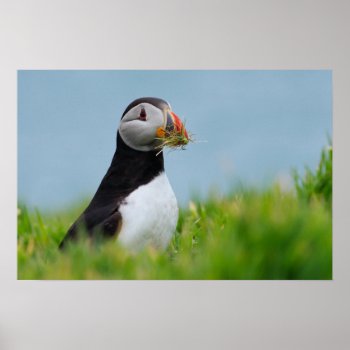 The Gatherer Puffin Poster by Welshpixels at Zazzle