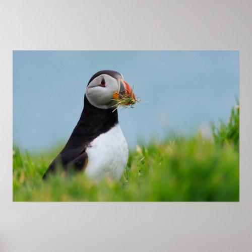 The Gatherer Puffin Poster