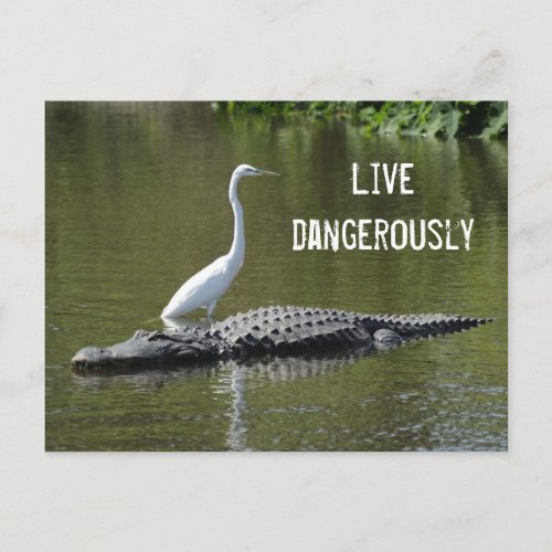 The gator and egret postcard