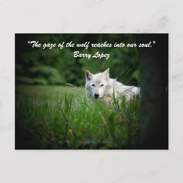 The gaze of the wolf reaches in... postcard (Front)