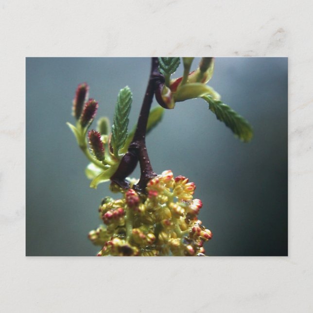 THE GAZELLE POSTCARD (Front)