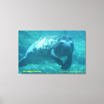 The Gentle Manatee Canvas Print by dbrown0310 at Zazzle
