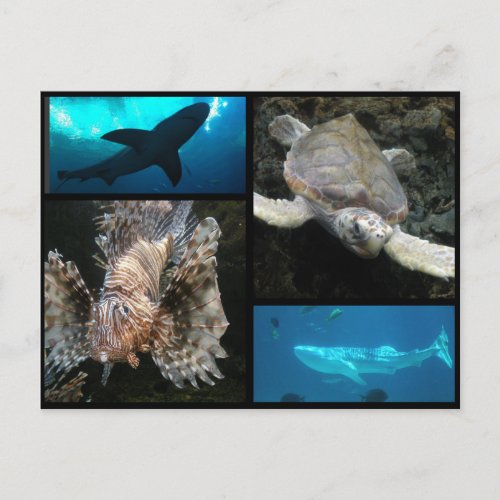 The Georgia Aquarium Collage Postcard