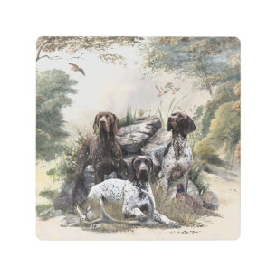 The German Shorthaired Pointer or Deutsch Kurzhaar Metal Print