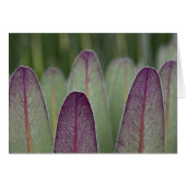 The Giant Lobelias | Rwenzoris (Front Horizontal)