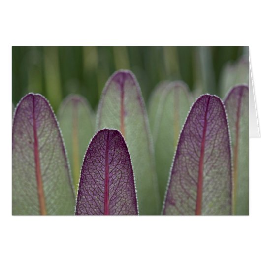 The Giant Lobelias | Rwenzoris (Front Horizontal)