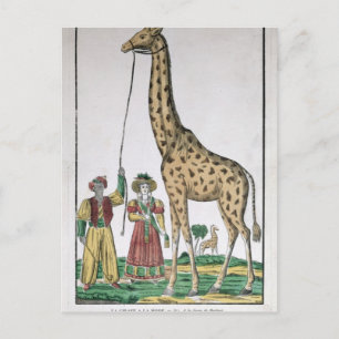 The Giraffe Presented to King from Pasha of Postcard