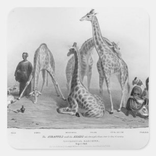 The Giraffes with the Arabs Square Sticker