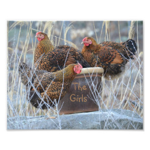 The Girls Chicken Photo Print